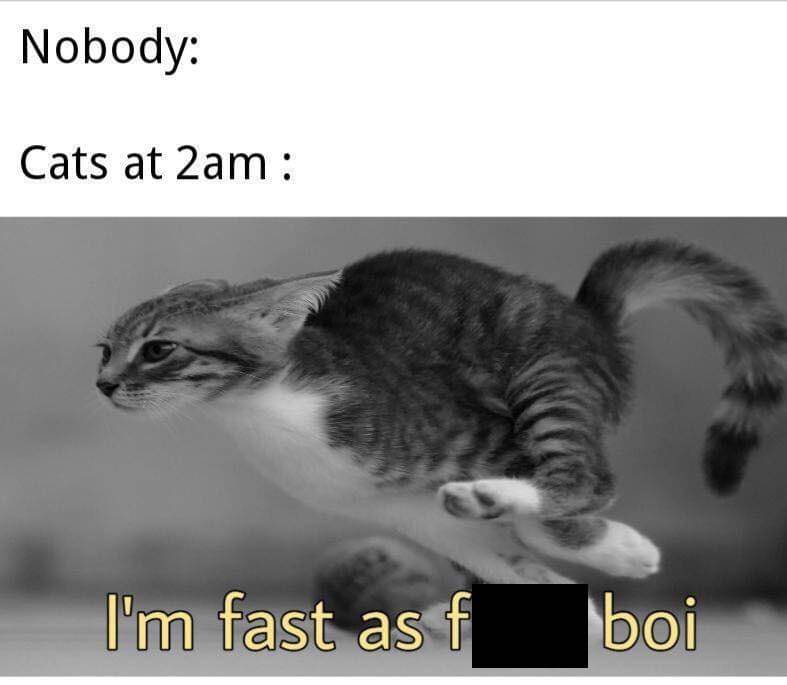 meme tingkah kucing pada malam hari