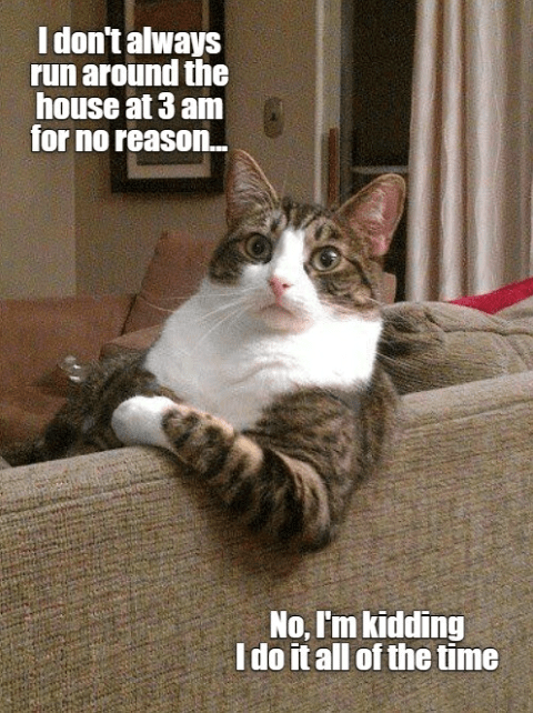 meme tingkah kucing pada malam hari