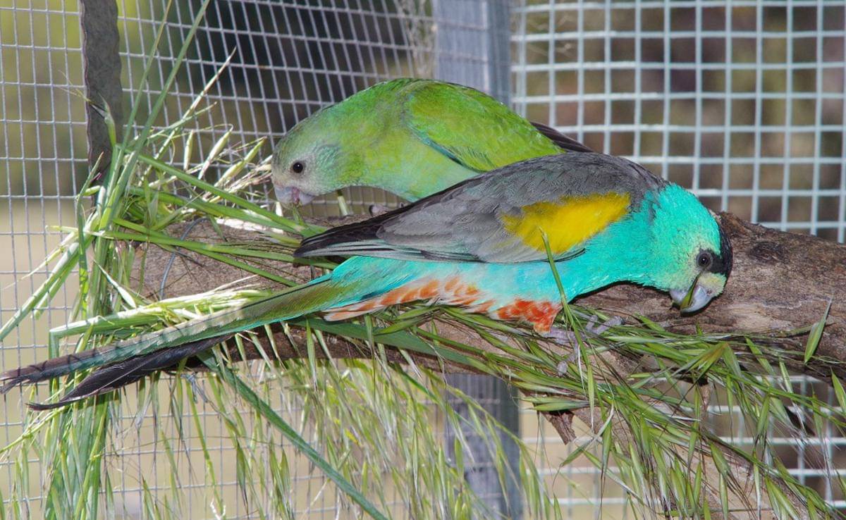Golden Shouldered Parrot