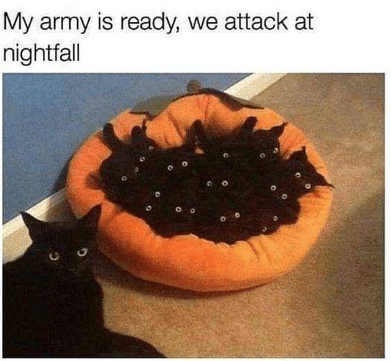 meme tingkah kucing pada malam hari