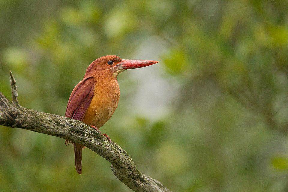 potret cekakak merah yang menawan (commons.wikimedia.org/Prajwalkm mce)