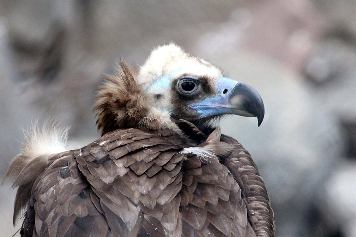 Burung Bangkai Terbesar di Dunia