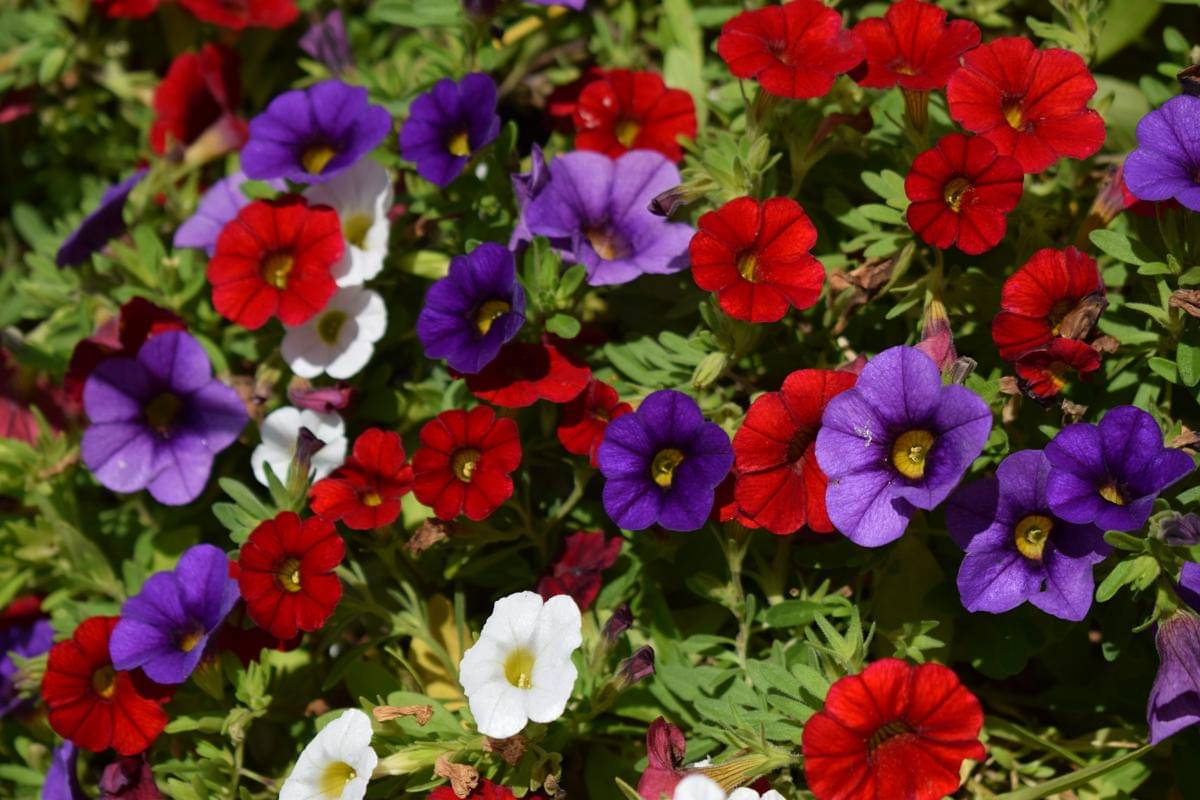 ilustrasi tanaman petunia (unsplash.com/Alan Messenger)