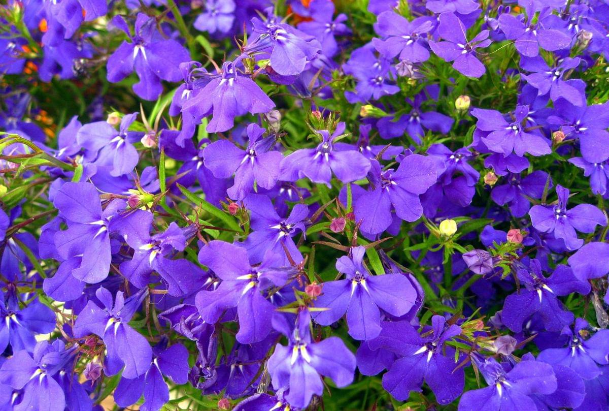 ilustrasi tanaman lobelia (pixabay.com/Marisa04)
