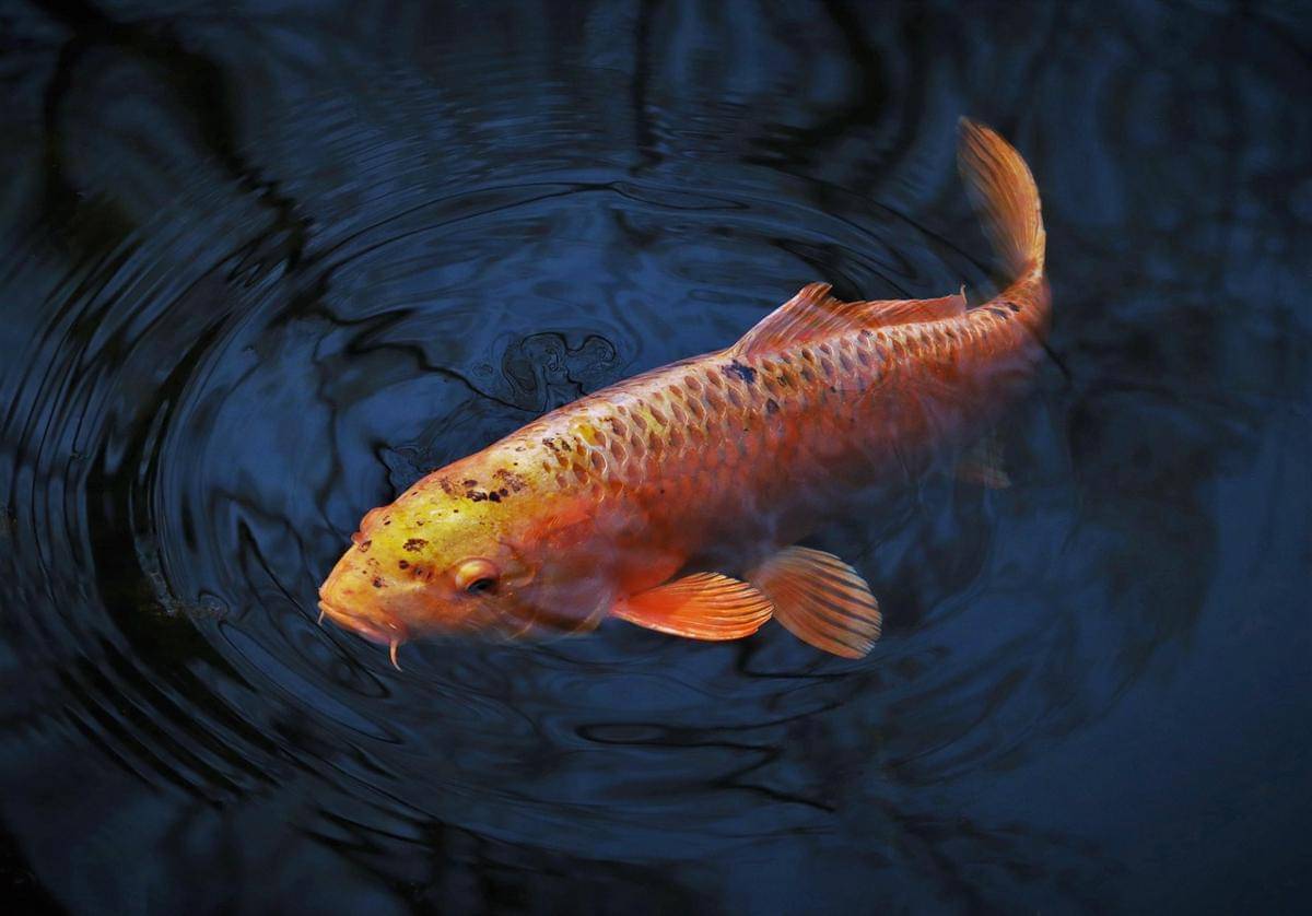 Ikan Koi