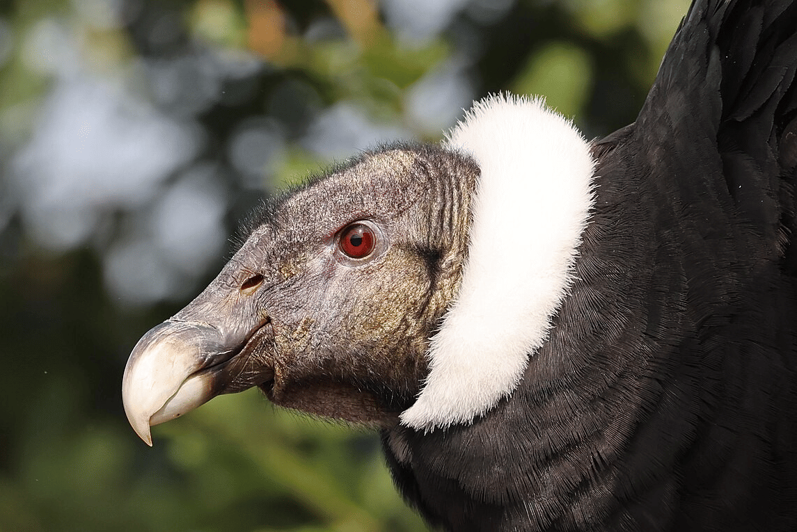 Burung Bangkai Terbesar di Dunia