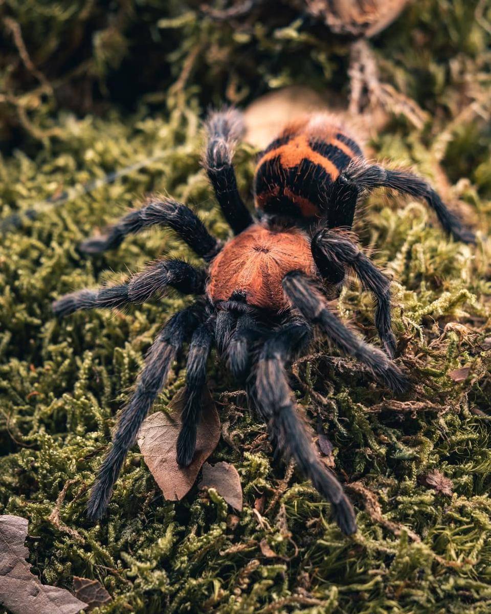 Tarantula