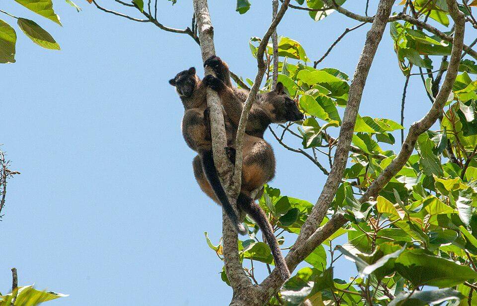 induk dan anak unijo lumholtz di atas pohon