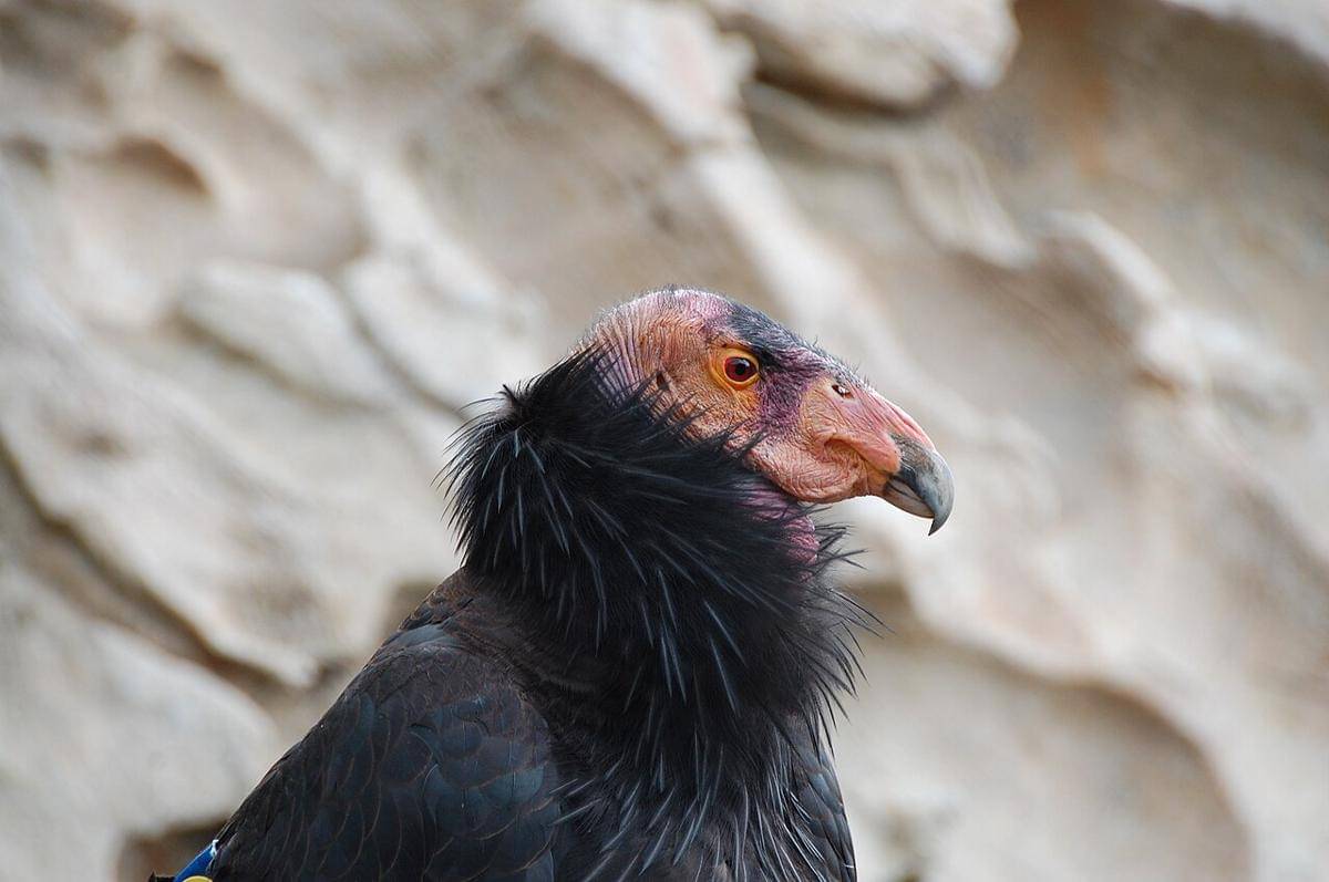 Burung Bangkai Terbesar di Dunia