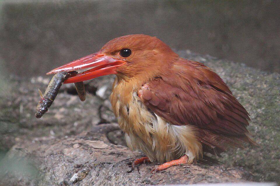 cekakak merah berburu ikan kecil (commons.wikimedia.org/Alpsdake)