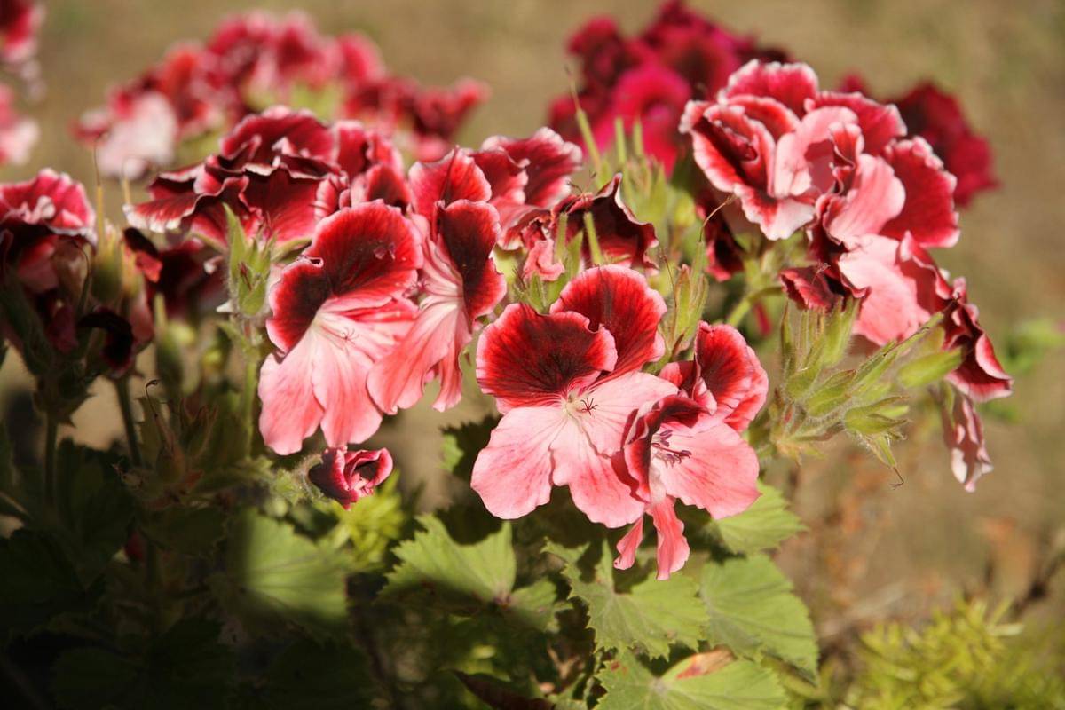 ilustrasi tanaman geranium