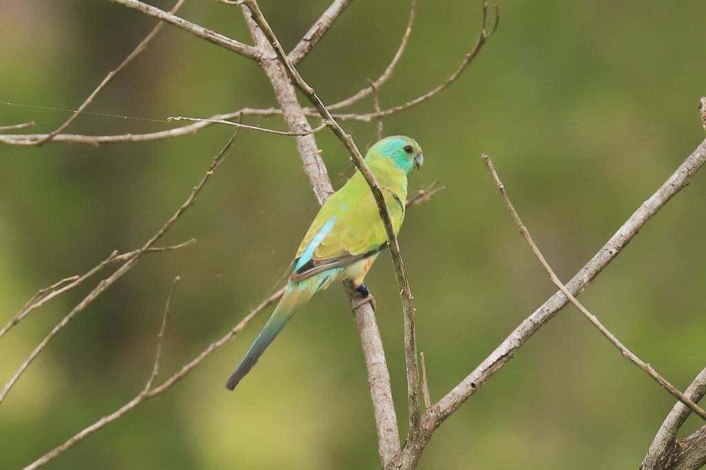 Golden Shouldered Parrot