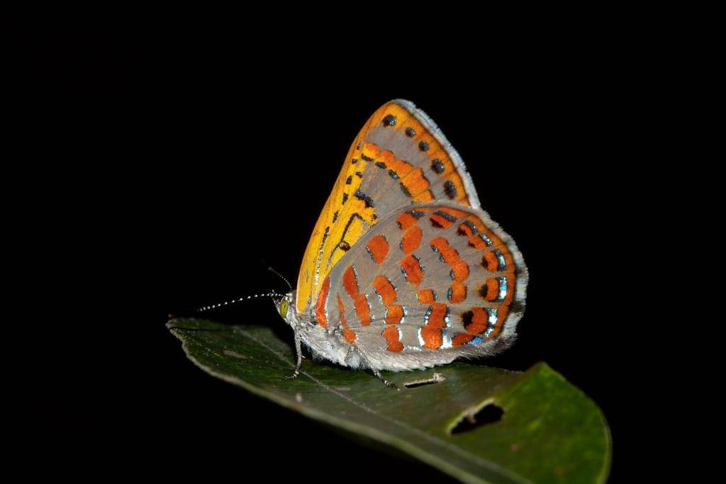Kupu-kupu Fiery Jewel