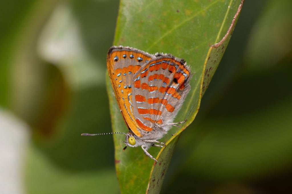 Kupu-kupu Fiery Jewel