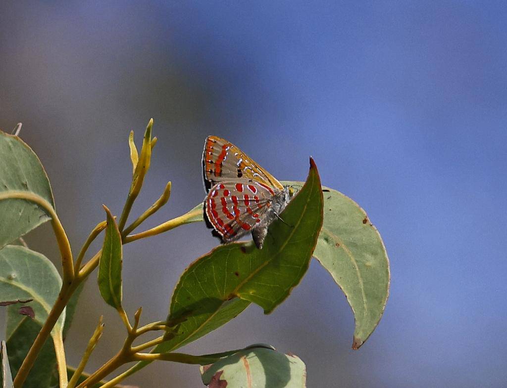 Kupu-kupu Fiery Jewel
