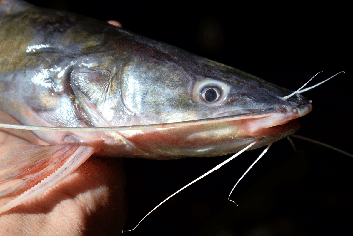 ikan baung (commons.wikimedia.org/Wibowo Djatmiko)