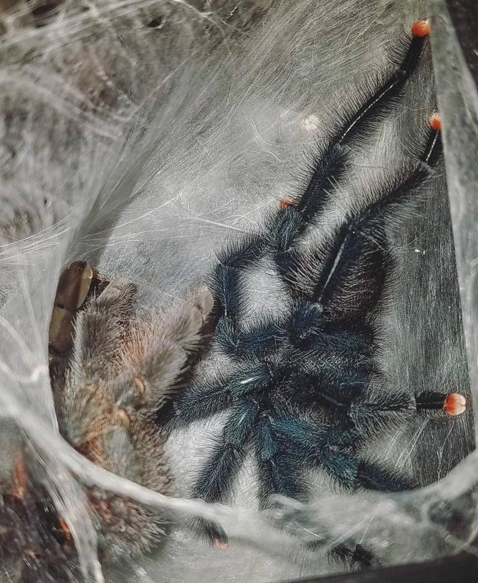Tarantula