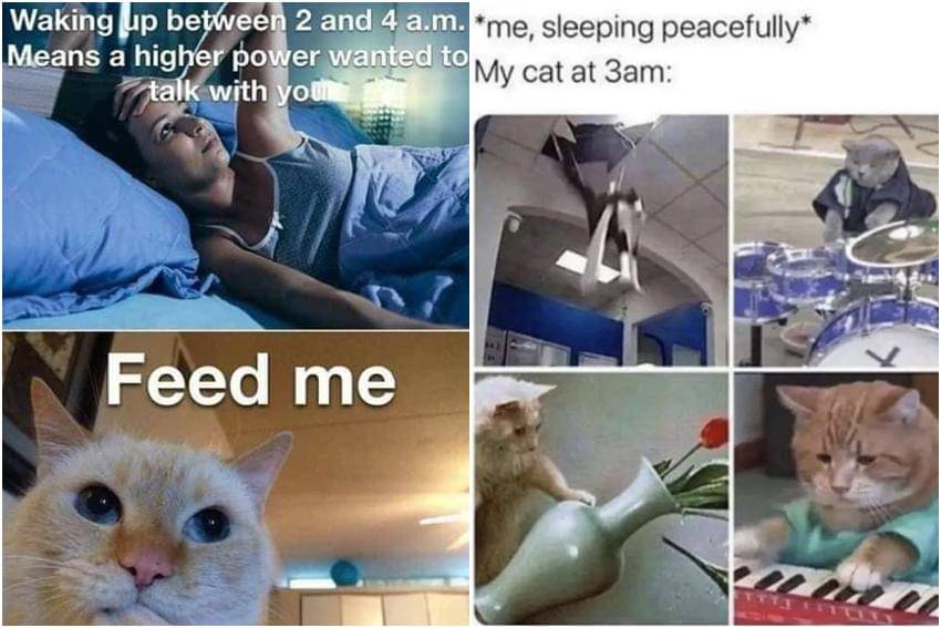 kolase meme tingkah kucing pada malam hari