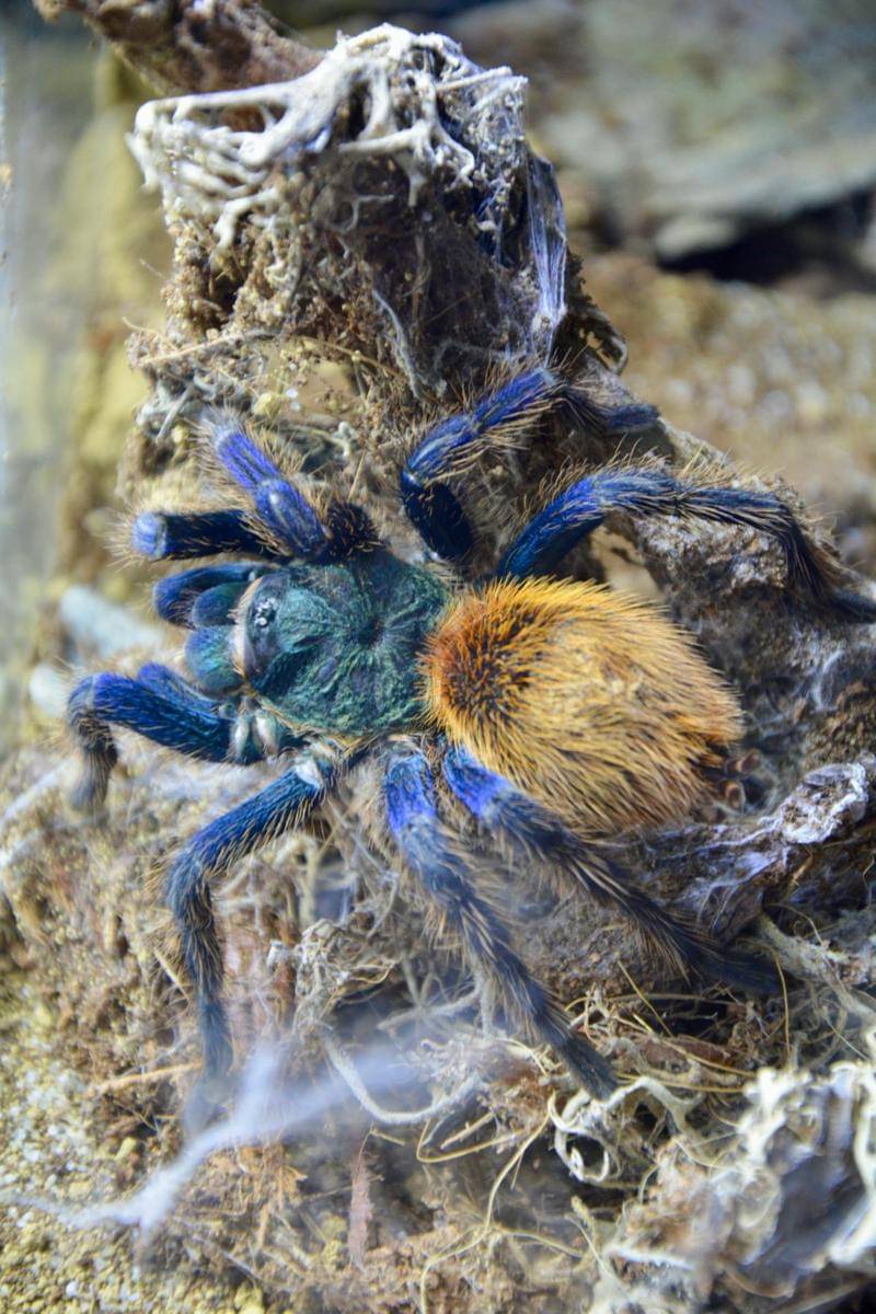 Tarantula