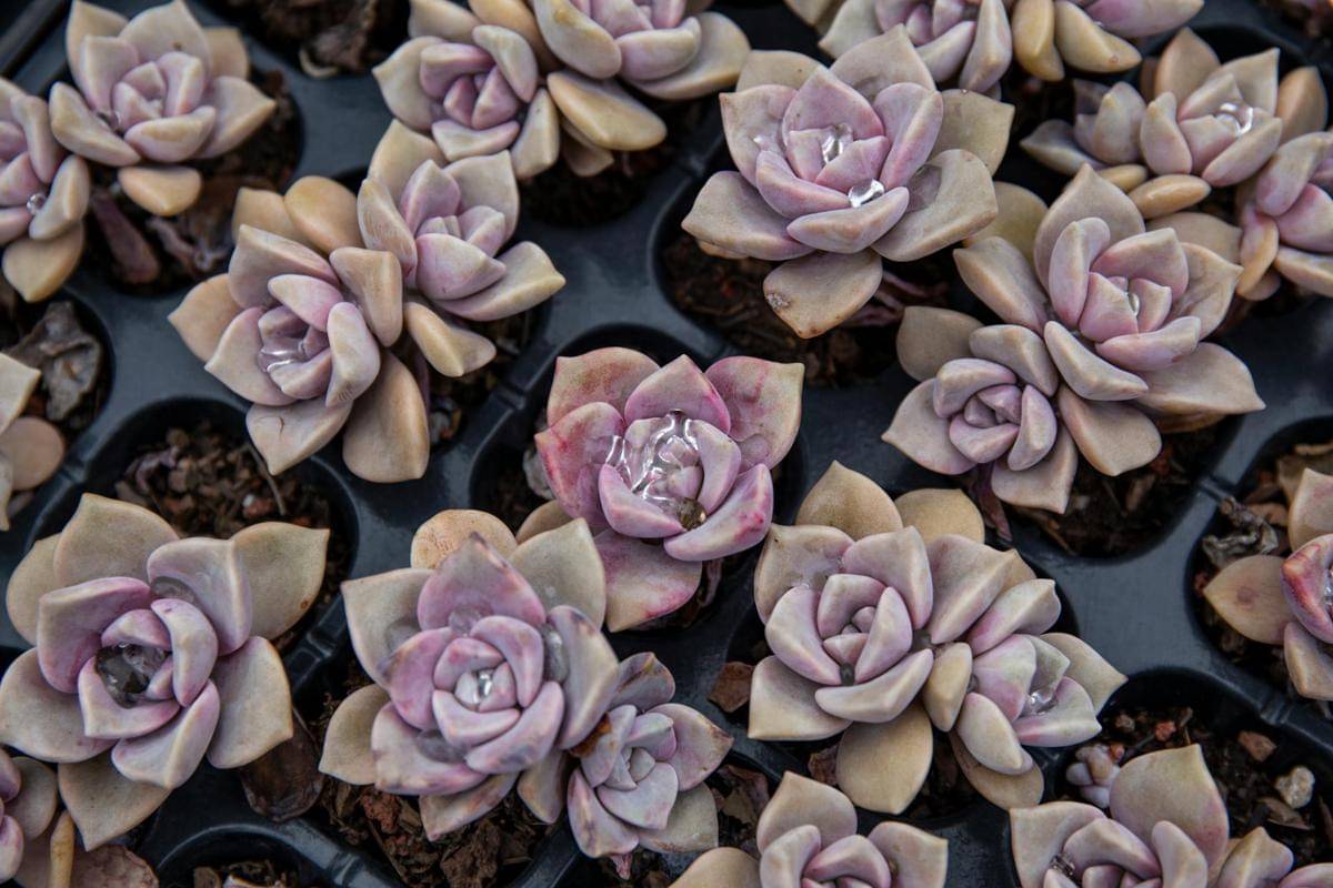 ilustrasi graptoveria ‘debbie’