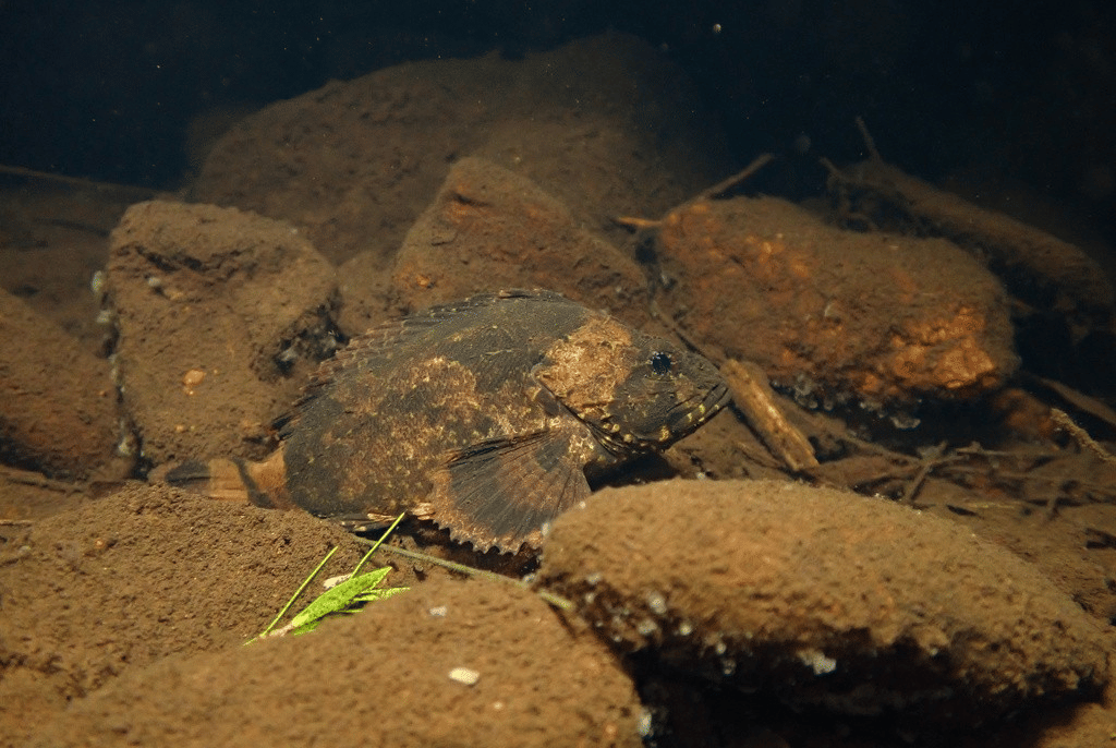 bullrout (inaturalist.org/Tse Chung Yi)