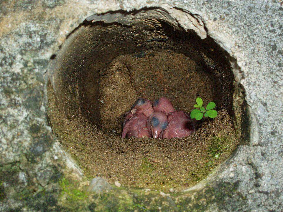 anak-anak cekakak merah yang baru menetas (commons.wikimedia.org/Mmsmr)