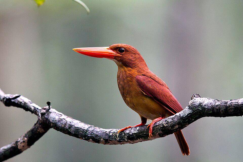 potret cekakak merah dewasa (commons.wikimedia.org/lonelyshrimp)
