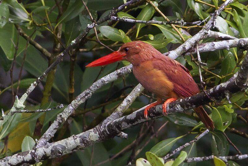 cekakak merah bertengger di dahan pohon (commons.wikimedia.org/Dibyendu Ash)