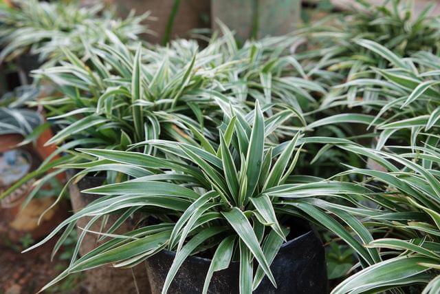 ilustrasi spider plant 