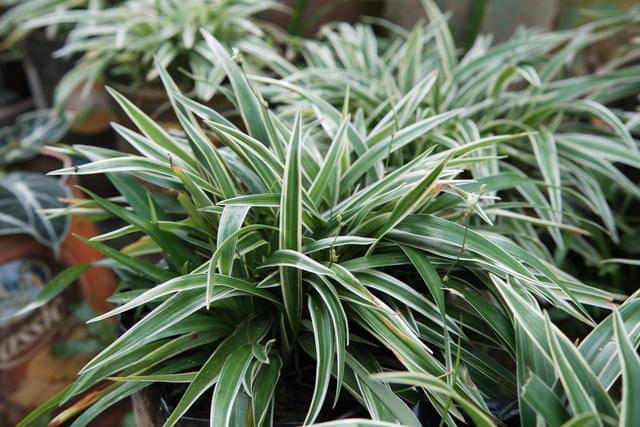 ilustrasi spider plant (vecteezy.com/Ardi putra Ardi putra)