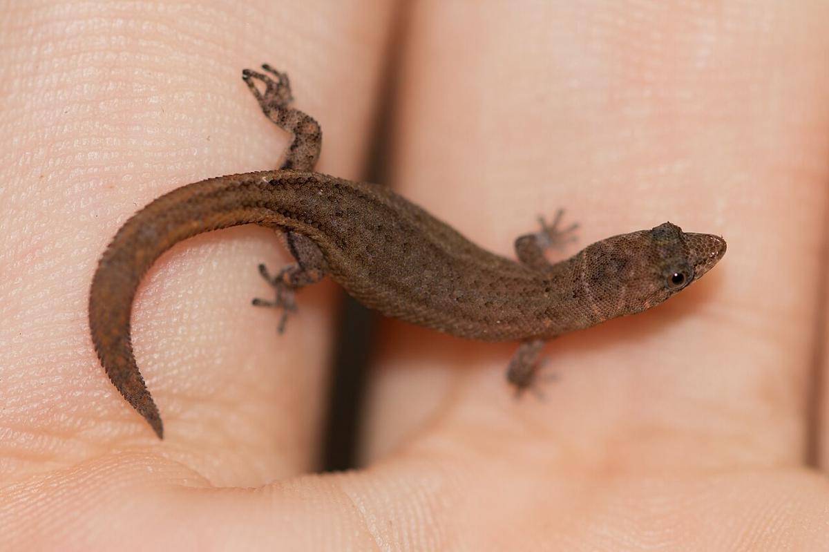 Cecak Kerdil Jaragua