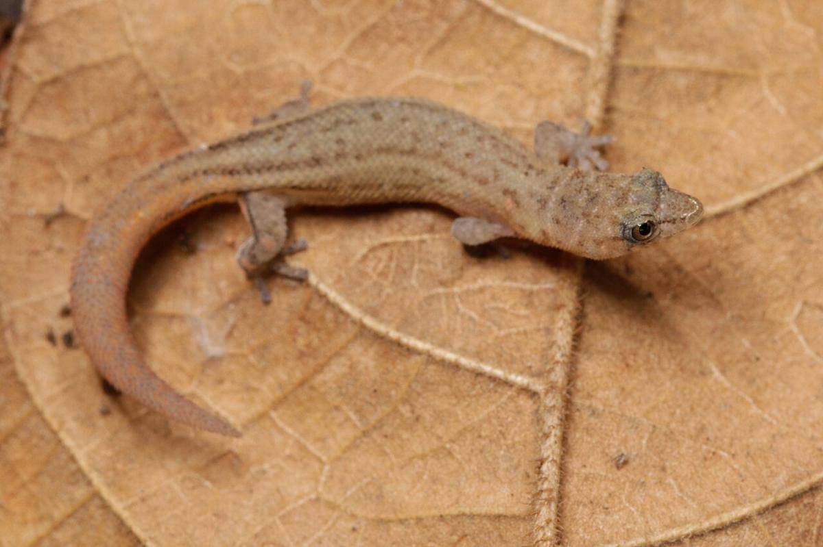 Cecak Kerdil Jaragua