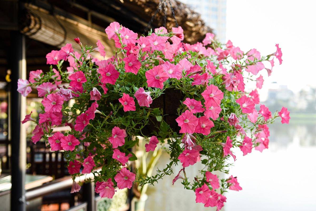 ilustrasi tanaman petunia (pixabay.com/TieuBaoTruong)