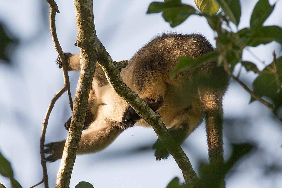 kemampuan memanjat unijo lumholtz termasuk jempolan
