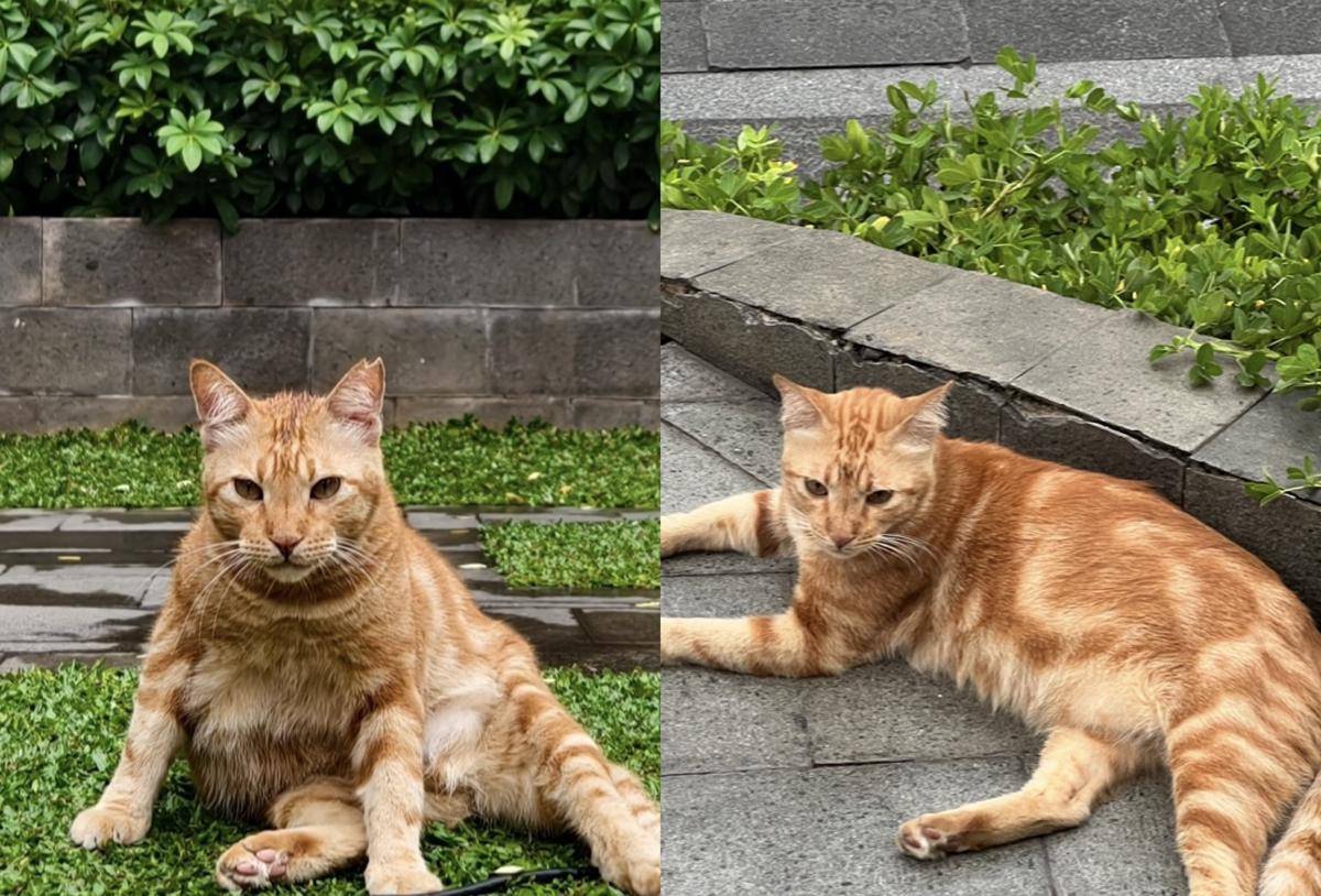 potret Kucing Oren Depan FX (dok. FX Sudirman)
