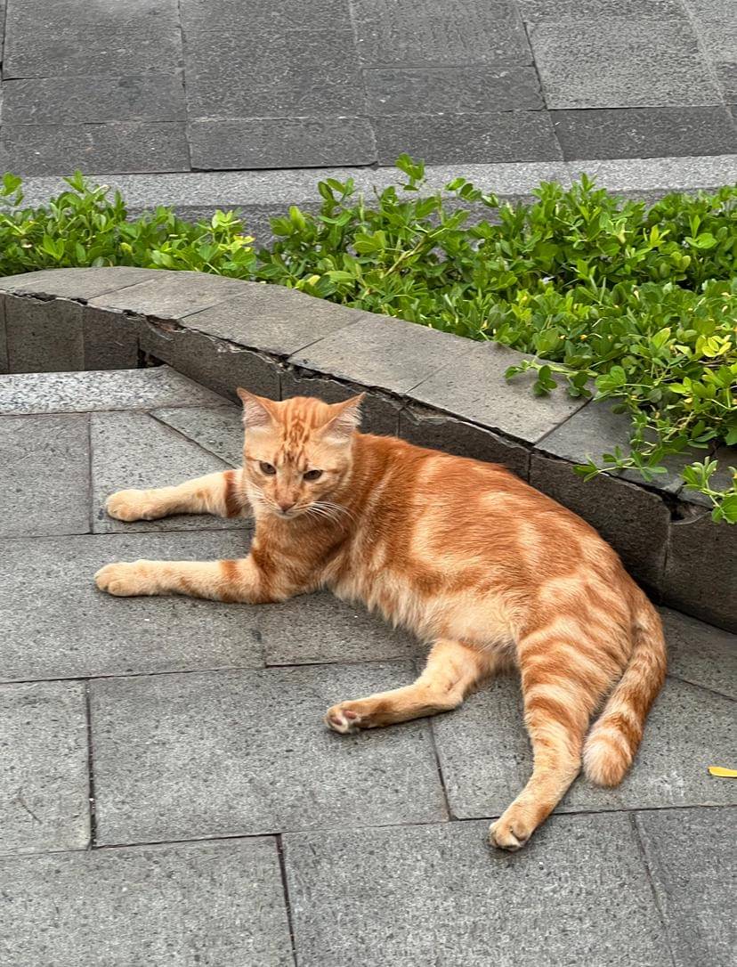 potret Kucing Oren Depan FX (dok. FX Sudirman)