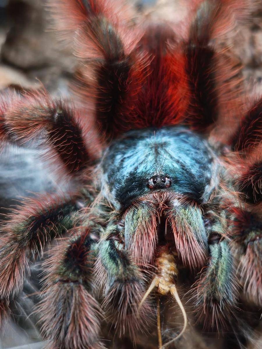 Tarantula
