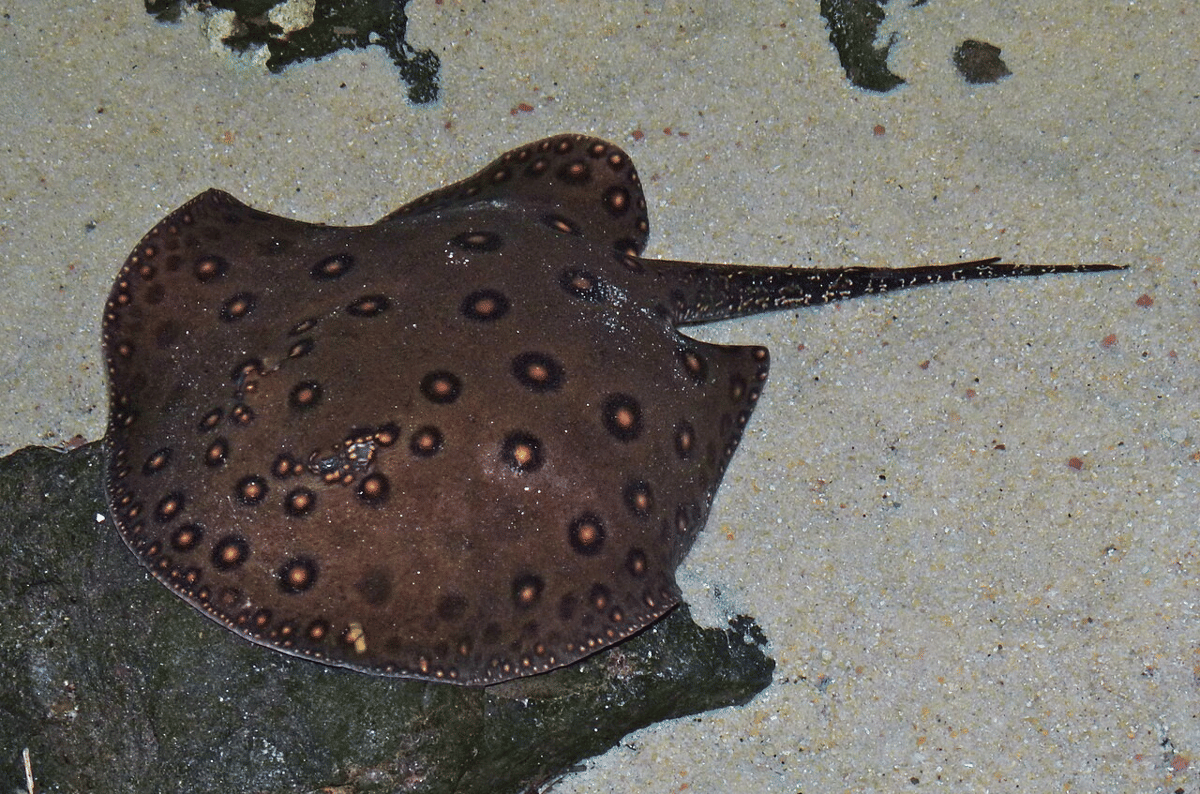 ikan pari sengat air tawar (commons.wikimedia.org/Bernard DUPONT)