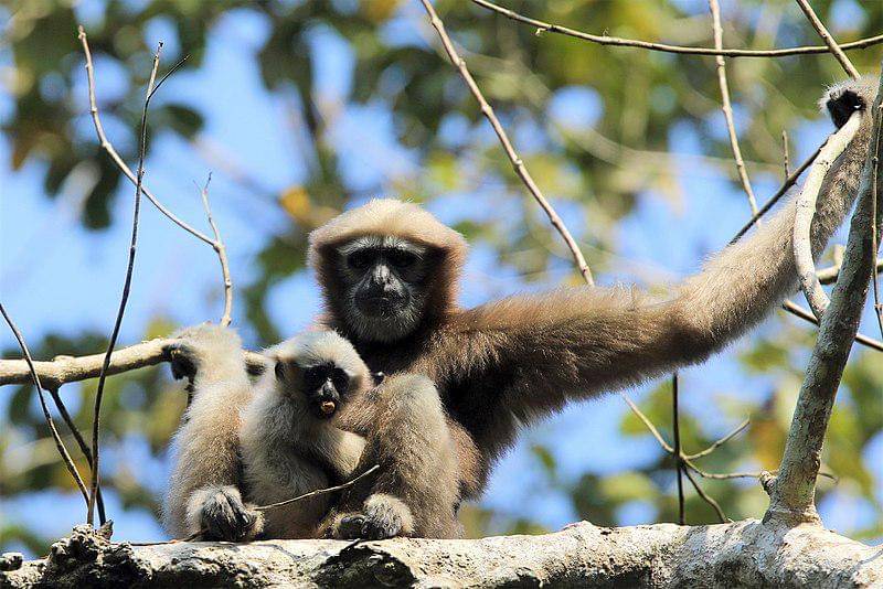Hoolock Gibbon