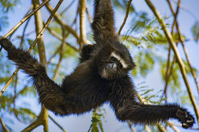 Hoolock Gibbon