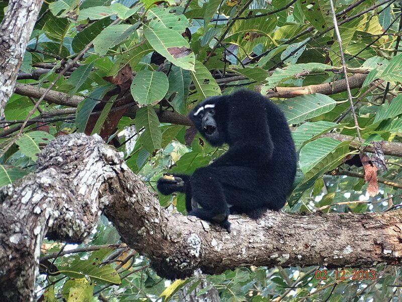 Hoolock Gibbon