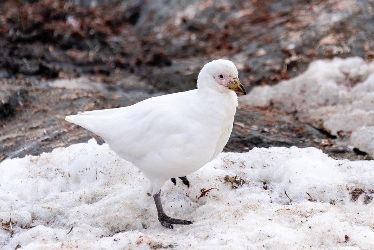 Burung Pelatuk Bersalju