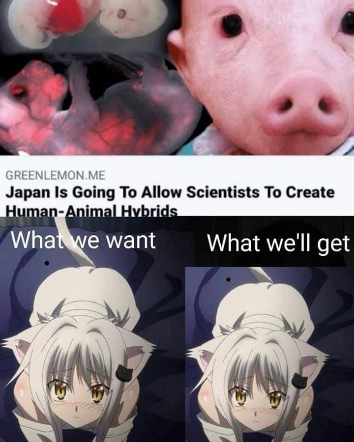 meme anime tentang ilmuwan