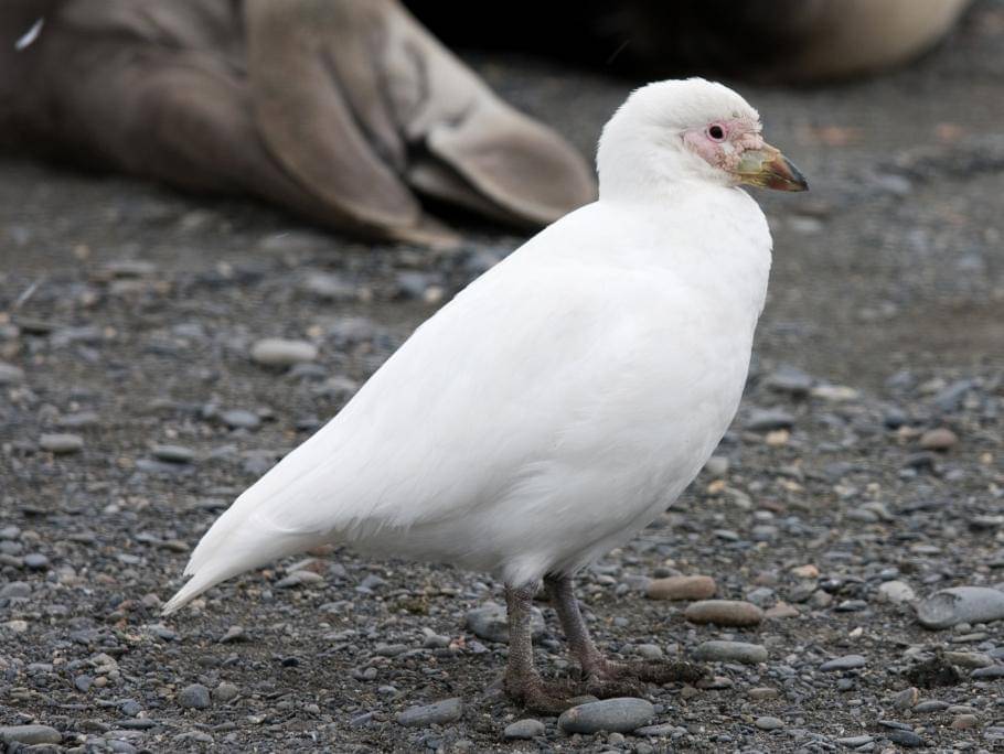 Burung Pelatuk Bersalju