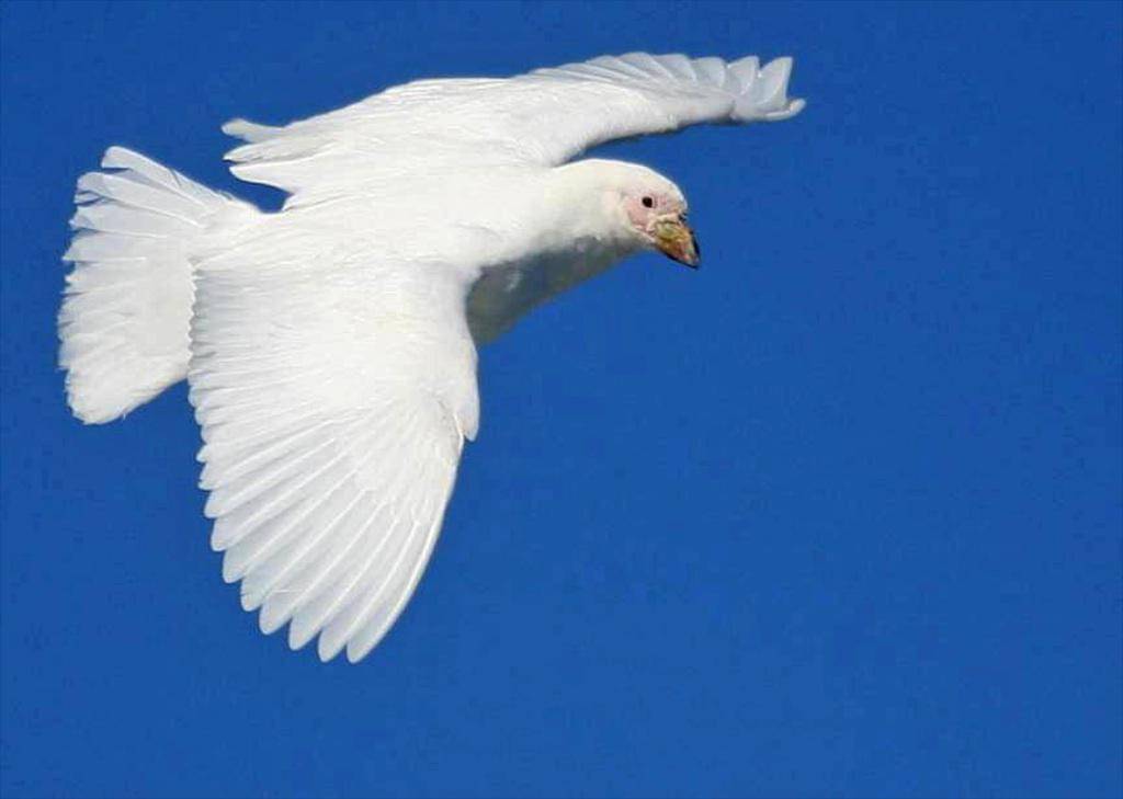 Burung Pelatuk Bersalju