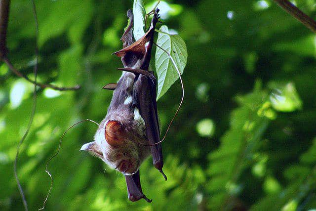 ilustrasi kelelawar cokelat kecil (commons.wikimedia/Asyief.khasan)