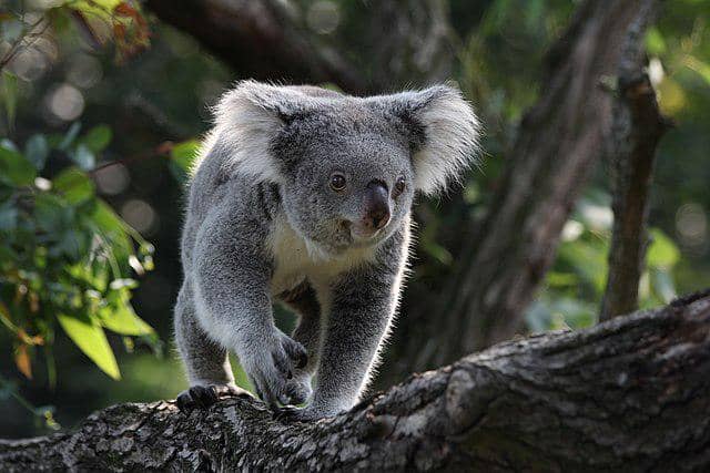 Koala (commons.wikimedia/Till Niermann)