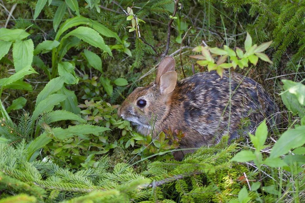 Appalachian Cottontail