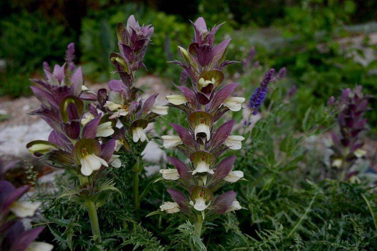 ilustrasi acanthus (unsplash.com/Laura Ockel)