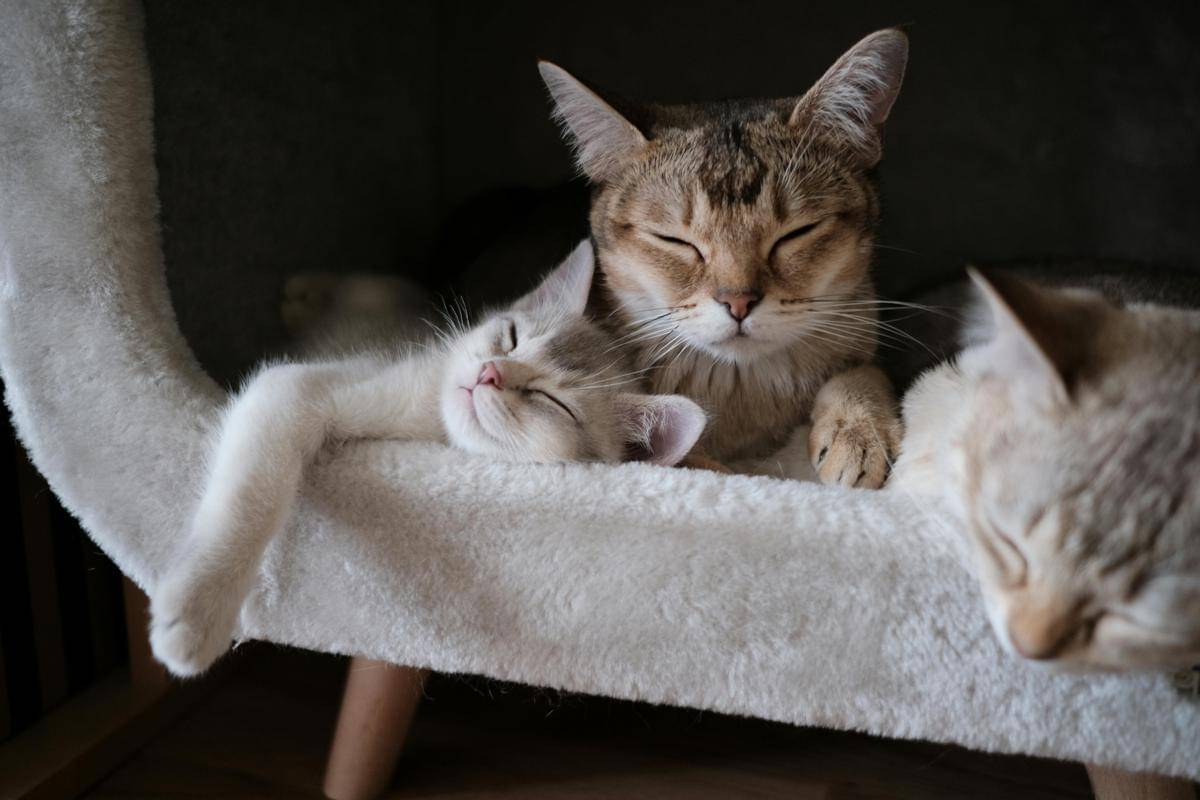 ilustrasi kucing (pexels.com/Tomas Ryant)